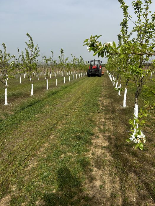 Овощна градина, Круши