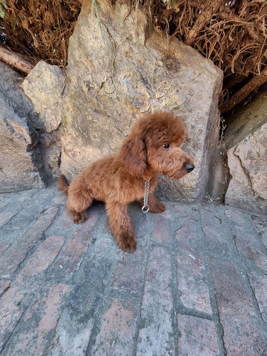 Pudel/Caniche mascul