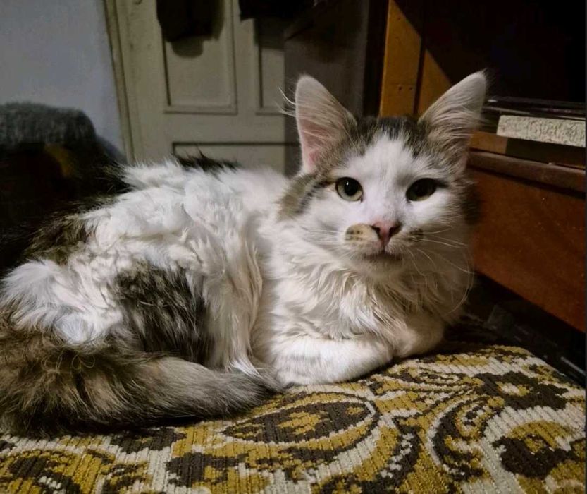 6-месечният Памукчо търси дом!