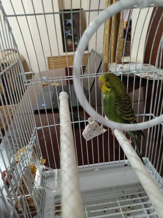 Продам водянистого попугая