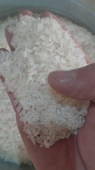 Рис Лазер Жетисай