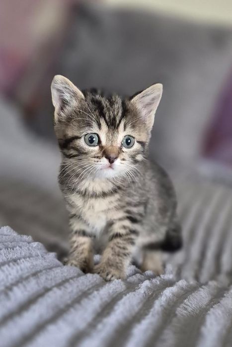 Ищем семью для котят