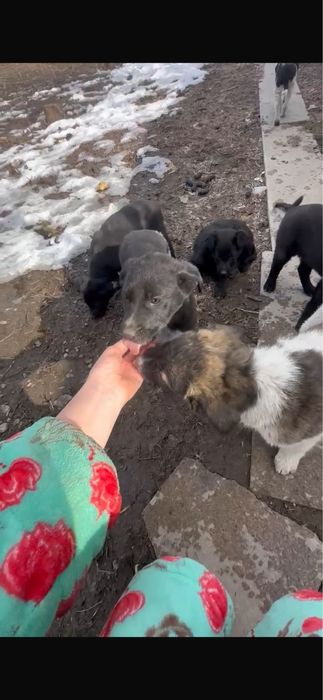 Отдам щенят в добрые руки 5 штук