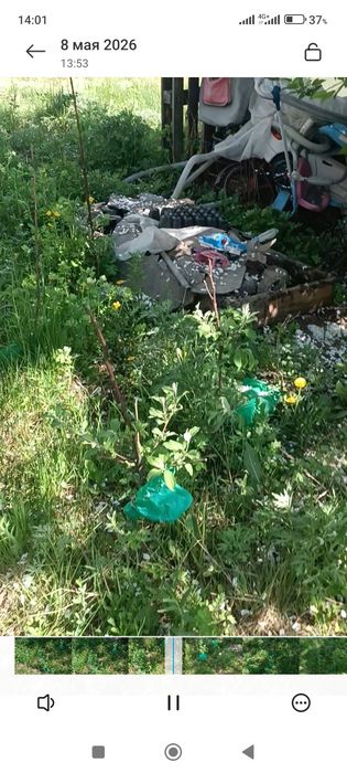 Продам саженцы яблонь питомник Барнаул приобретались,посажены на даче