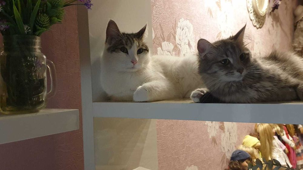 Отдам кота в хорошие руки