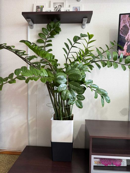 Продам Замиакулькас