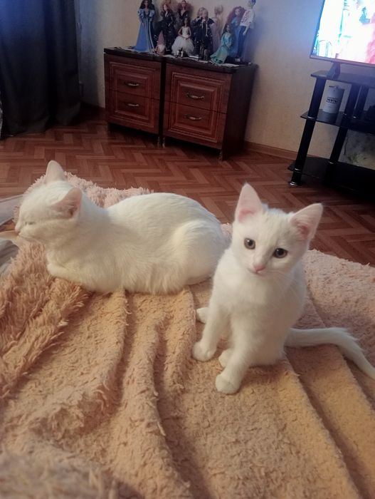 Котенок - девочка ищет  себе новый дом.