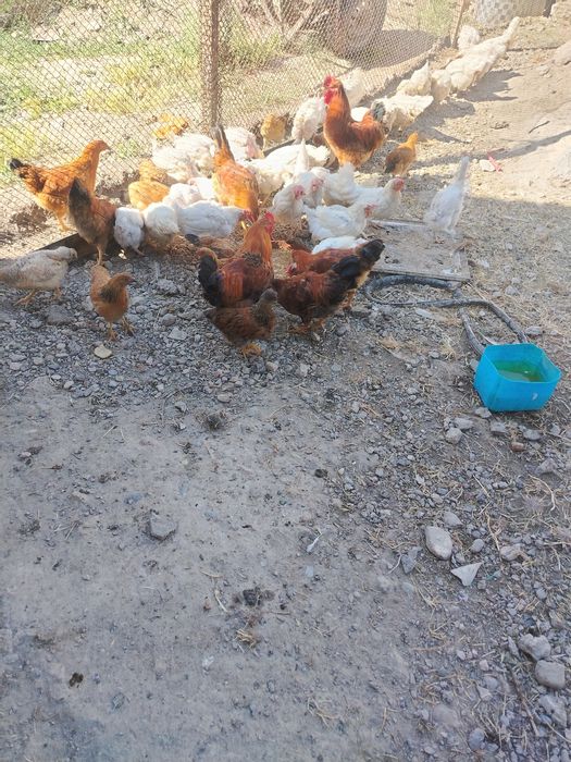 Тауык сатылады туып тур