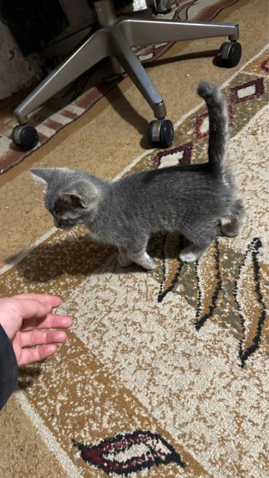 Котята шотландцы 2 месяца