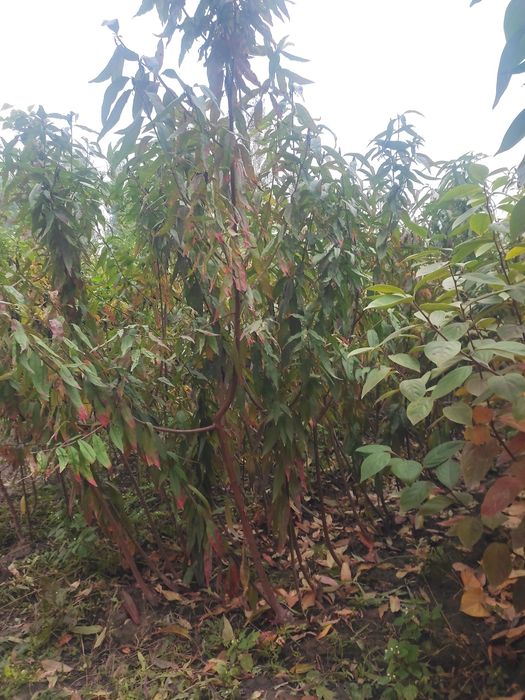 Xar xil turdagi mevali manzarali kochatlar