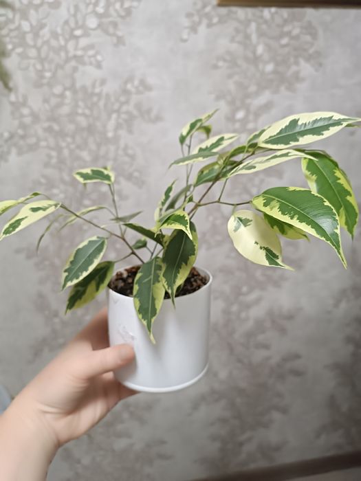 Фикус Бенджамина