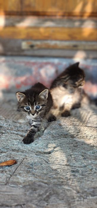 Котята ищут новый дом