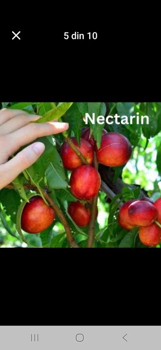 Pomi fructiferi disponibili