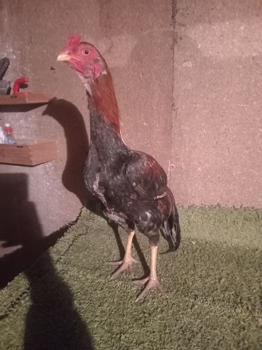 Продам жужя  июльский