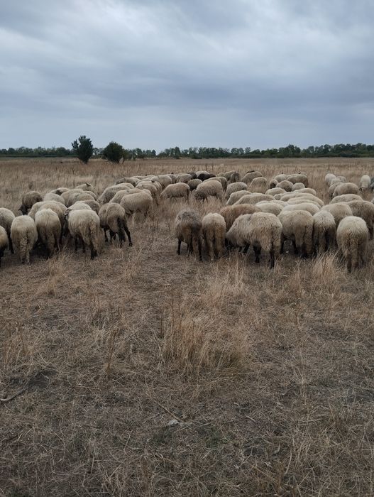 Vând oi țurcane ..….