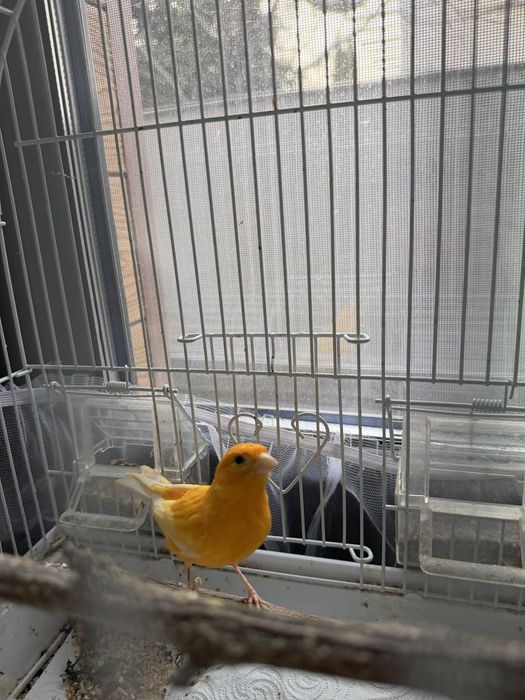 Канарейка Кенор певчий