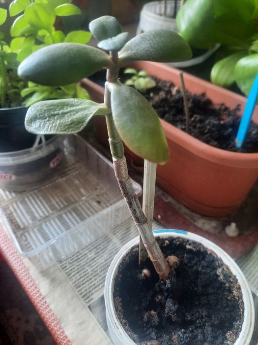 Цветы домашние разные