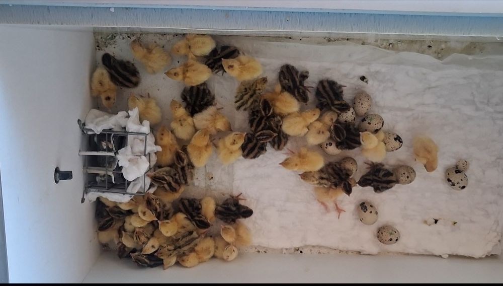 Продам суточных перепилят