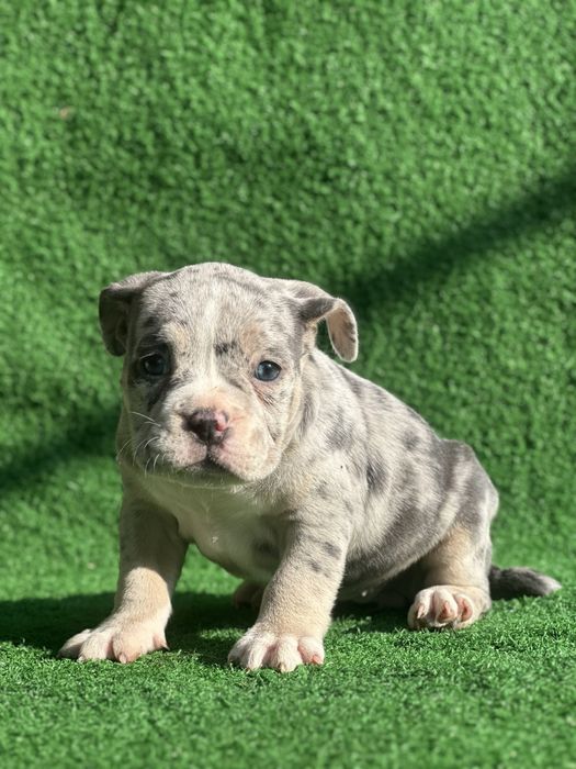 Американско були покет мерле