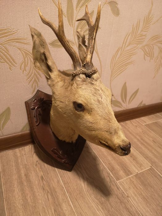 Vând trofeu căprioara frumos taxidermie