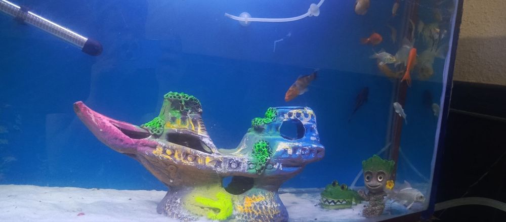 akvarium va baliqlari sotiladi