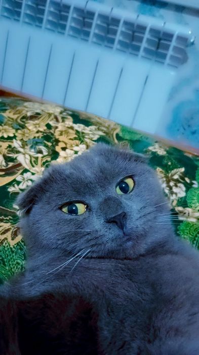 Mushuk sotiladi qiz bola 100$