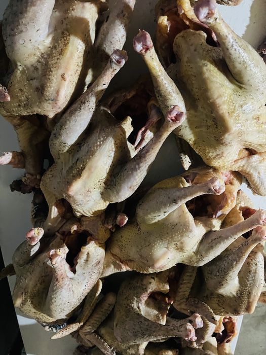 Домашняя индейка