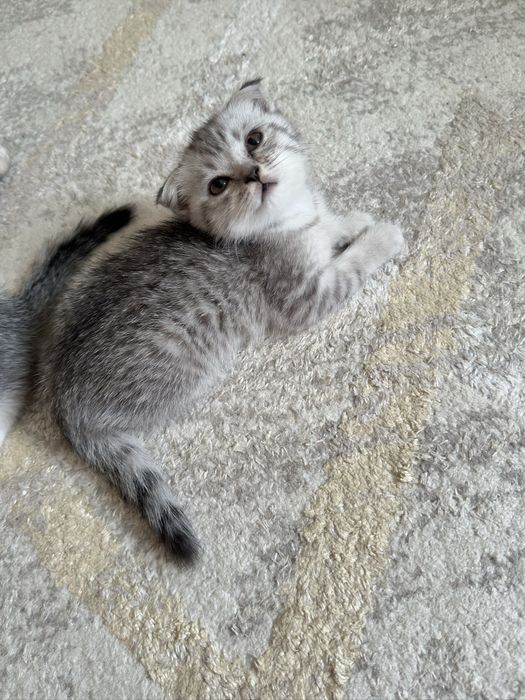 Шотландские вислоухие котята