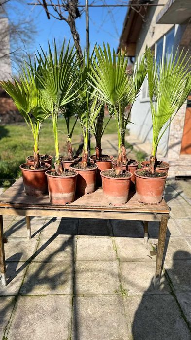 Палми вашингтония