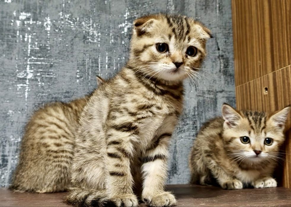 шотландские малыши