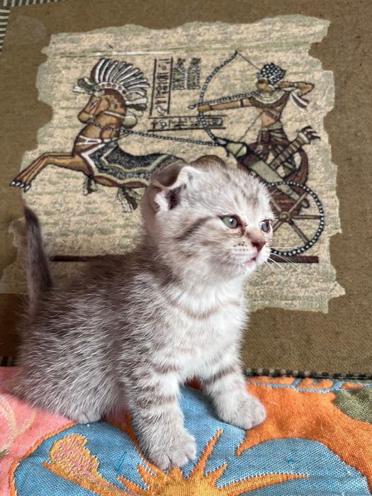 Шотландские вислоушки