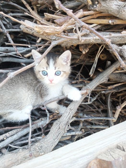 Shatlanskiy Skotsh strayt