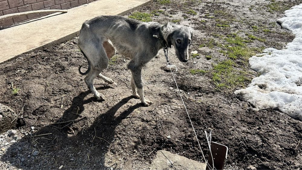 Тазы Ит, Собака