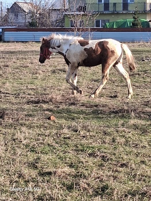 Vând mănz de  9 luni