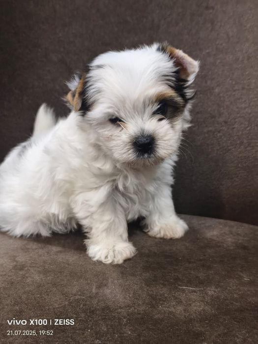 Очаровательные щенки бивера.