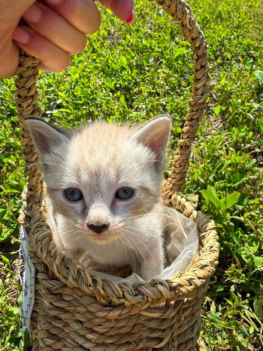 Отдам котят прекрасных малышей