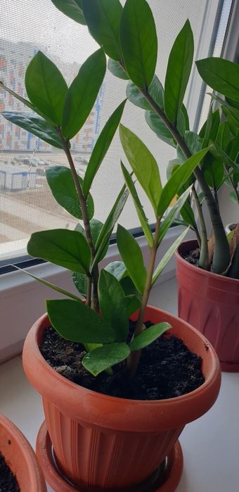 Долларовое дерево, Замиокулькас