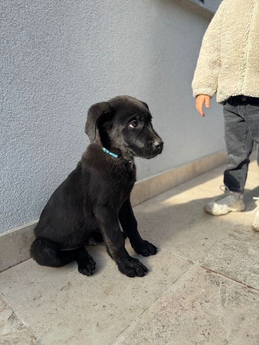Cățeluș mascul de Ciobănesc German x Mastif caută familie