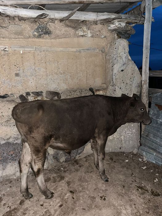 Продам телёнка Бызау сатам