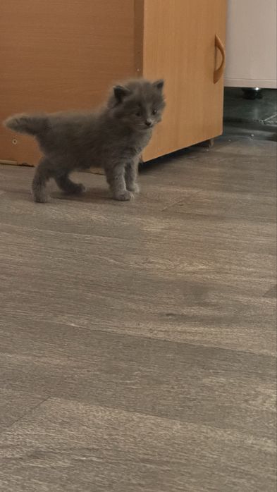 Бесплатно Британский котята