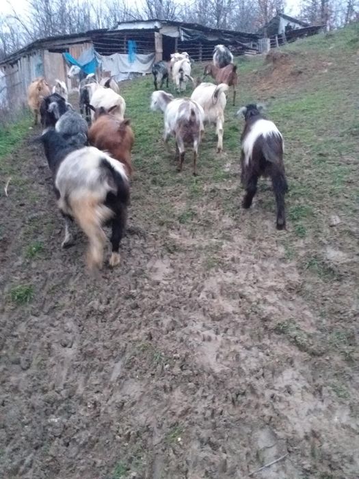 Vând capre gestante