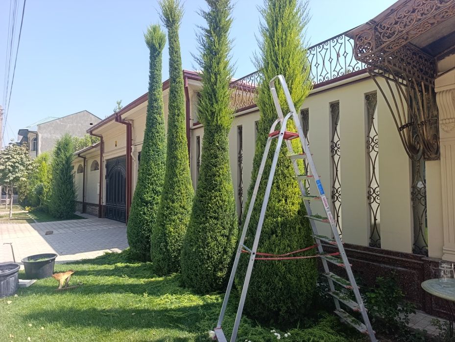 Арча кесиш дорилаш Дарахт кесиш буталаш шакил бериш.