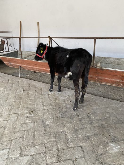 парода буқача сотилади