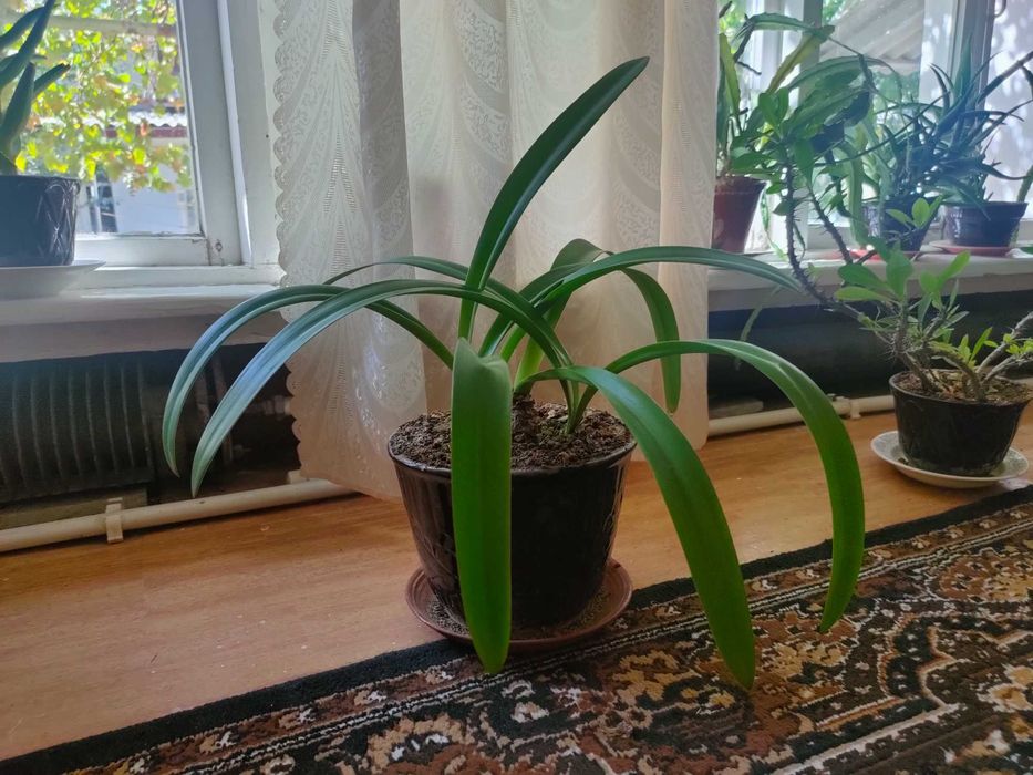 цветы: герань, алоэ вера, лилии и другие