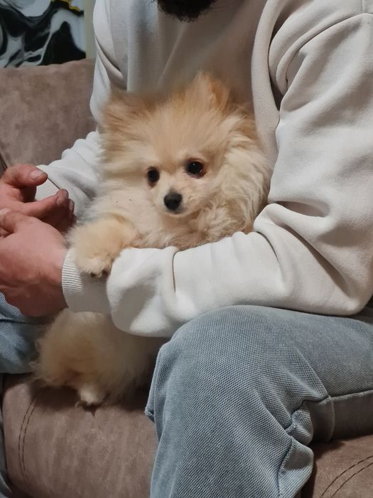 Бебе куче померан