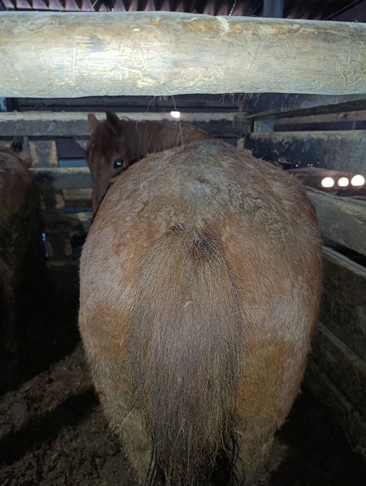 Бие донендер  сатылады.щучинск