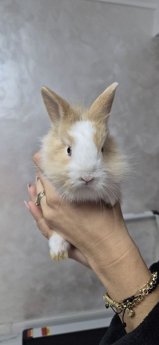 IEPRASI CAP DE LEU (6 saptamani))