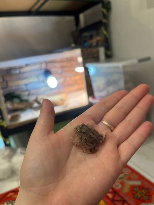 Лягушки рогатки малышня