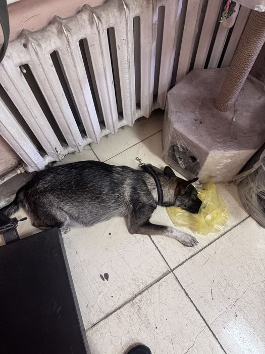 Ищем дом для собаки