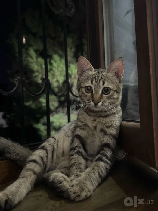 отдам котенка в хорошие и добрые руки
